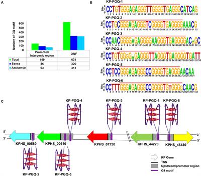 Conserved G-Quadruplex Motifs in Gene Promoter Region Reveals a Novel Therapeutic Approach to Target Multi-Drug Resistance Klebsiella pneumoniae